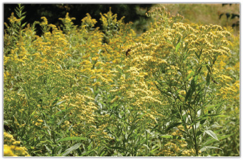 Pożytek nawłociowy zmienia warunki gospodarowania